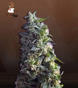 Lime Green Skunk Strain Feminized Marijuana Seeds