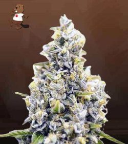 Maui Sunset Strain Feminized Marijuana Seeds
