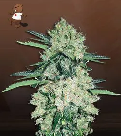 NYC Diesel Strain Autoflowering Feminized Marijuana Seeds