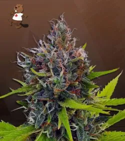 Northern Berry Strain Autoflowering Feminized Marijuana Seeds