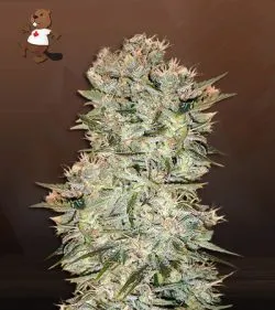 Original Skunk Strain Regular Marijuana Seeds