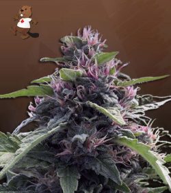 Papaya Glue Strain Feminized Marijuana Seeds
