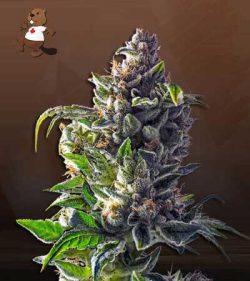 Pineapple Express Strain Feminized Marijuana Seeds