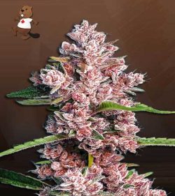 Poison Berry Strain Autoflowering Feminized Marijuana Seeds