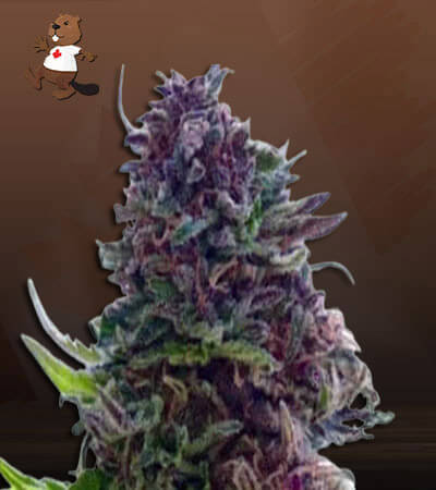 Purple Dream Strain Feminized Fast Version Marijuana Seeds
