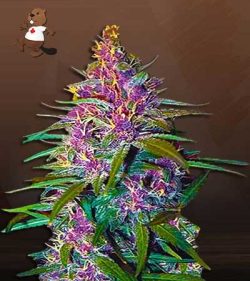 Purple Kush Feminized Marijuana Seeds