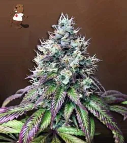 Purple Punch Feminized (fast) Marijuana Seeds