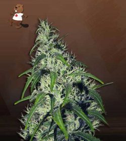 Revolver Strain Autoflowering Feminized Marijuana Seeds