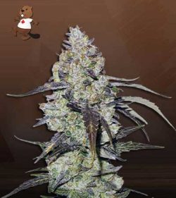Runtz Strain Autoflowering Feminized Marijuana Seeds