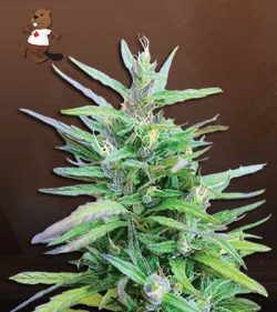 Sativa Star Strain Feminized Marijuana Seeds