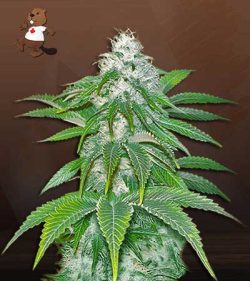 Sour Diesel Strain Feminized Marijuana Seeds