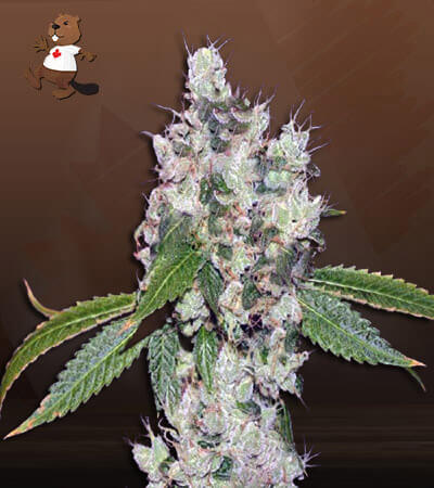 Sour Flower Strain Autoflowering Feminized Marijuana Seeds