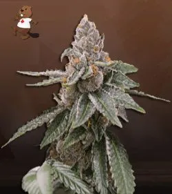 Sour Girl Strain Autoflowering Feminized Marijuana Seeds