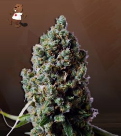 Sour Pinot Strain Autoflowering Feminized Marijuana Seeds