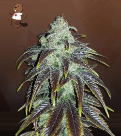 Sour Jack Strain Feminized Marijuana Seeds