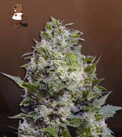 Sour Maui Strain Autoflowering Feminized Marijuana Seeds