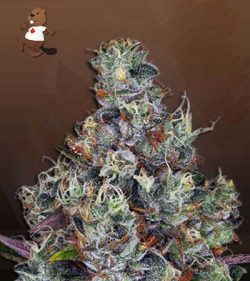 Sour OG Strain (OG Sour) Feminized Marijuana Seeds