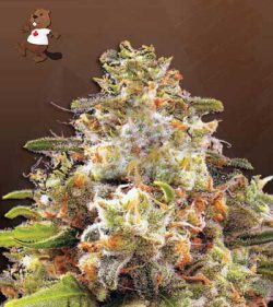 Strawberry Cough Strain Autoflowering Feminized Marijuana Seeds