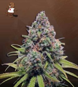 Strawberry Kush Autoflowering Feminized Marijuana Seeds
