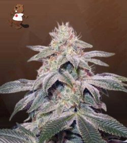 Sugar Kush Feminized Fast Version Marijuana Seeds