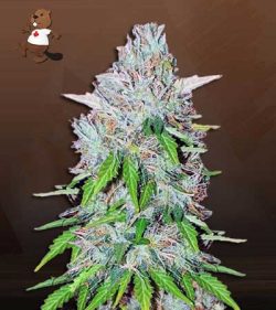 Super OG Kush Feminized Marijuana Seeds
