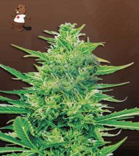 Super Silver Haze CBD Feminized Marijuana Seeds
