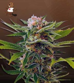 Super Sour Diesel Strain Autoflowering Feminized Marijuana Seeds