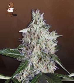 Sweet Mango Strain Autoflowering Feminized Marijuana Seeds