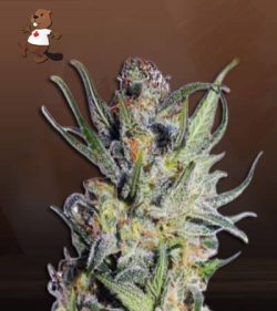 Thai Strain Autoflowering Feminized Marijuana Seeds