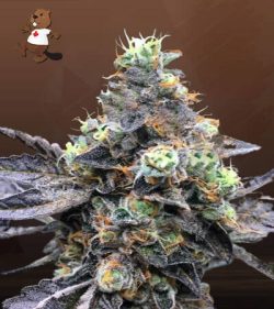Thin Cookie Dog Strain Autoflowering Feminized Marijuana Seeds