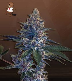 Tropicana Cookies Strain Feminized Marijuana Seeds