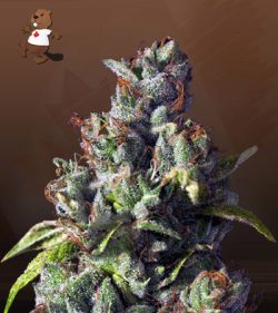Venice OG Feminized (fast) Marijuana Seeds