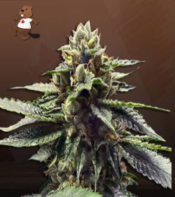 Watermelon Strain Feminized Marijuana Seeds