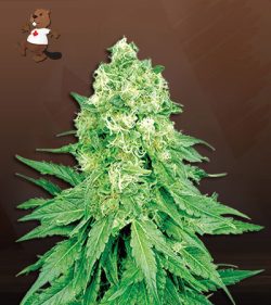 White Banner Strain Feminized Marijuana Seeds