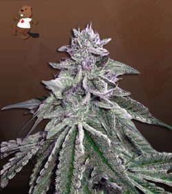 White Dream Strain Autoflowering Feminized Marijuana Seeds