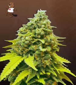 White Dwarf Strain Feminized Marijuana Seeds