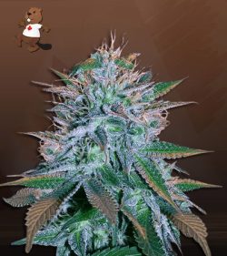 White Widow Strain Feminized Marijuana Seeds