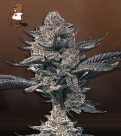 Butter OG Strain Autoflowering Feminized Marijuana Seeds