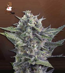 Cafe Racer Strain Feminized Marijuana Seeds