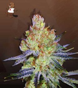 California Orange Strain Autoflowering Feminized Marijuana Seeds