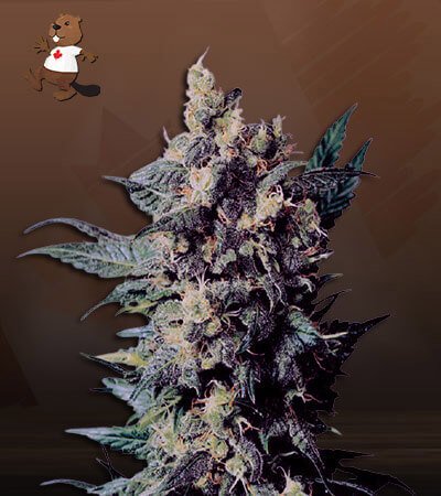 Church OG Strain Autoflowering Feminized Marijuana Seeds