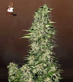 Diamond Girl Strain Feminized Marijuana Seeds