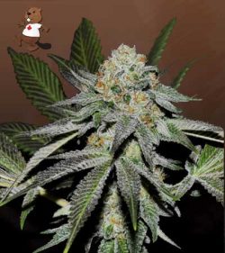 Double-Scoop Strain Feminized Marijuana Seeds