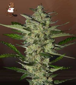 Flower Bomb Kush Feminized Marijuana Seeds