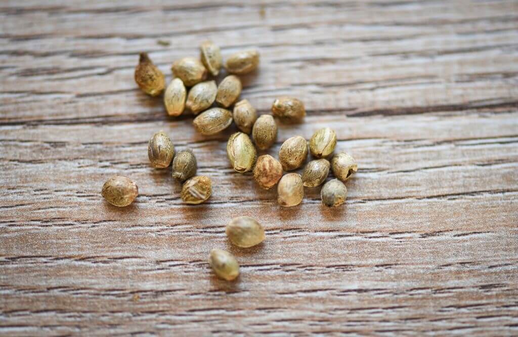 buy marijuana seeds in north richland hills