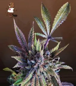 Acapulco Gold Strain Autoflowering Feminized Marijuana Seeds