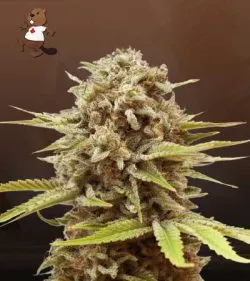 A La Mode Strain Feminized Marijuana Seeds