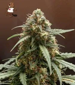 Berry Strain Autoflowering Feminized Marijuana Seeds