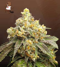 Cake Batter Strain Feminized Marijuana Seeds