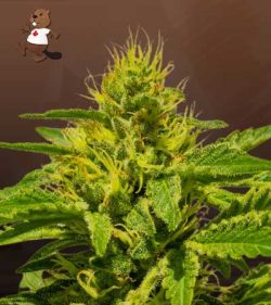Cataract Kush Feminized Marijuana Seeds